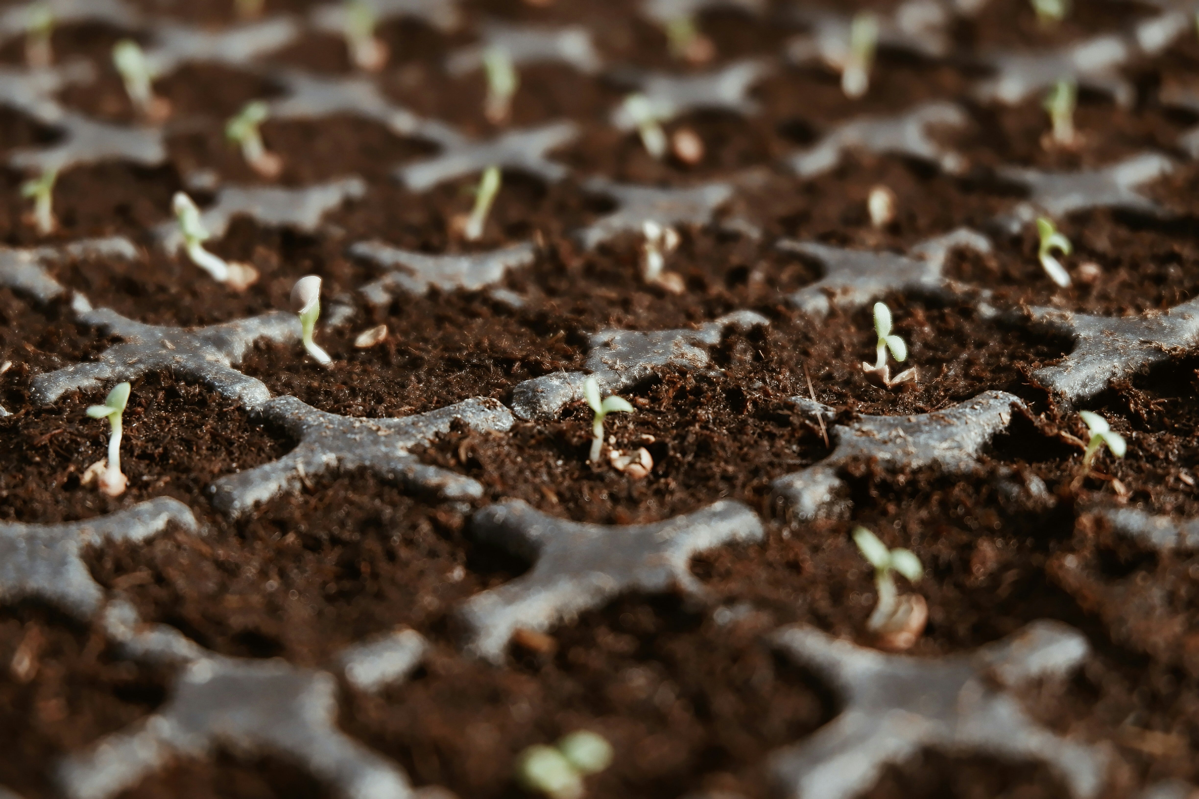 LLM Seeding